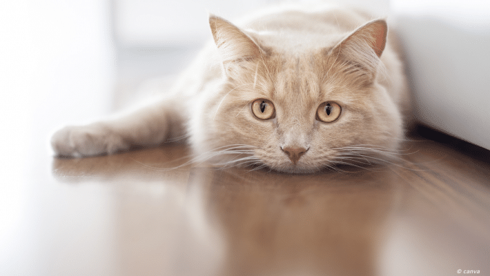 chat roux couché sur le plancher