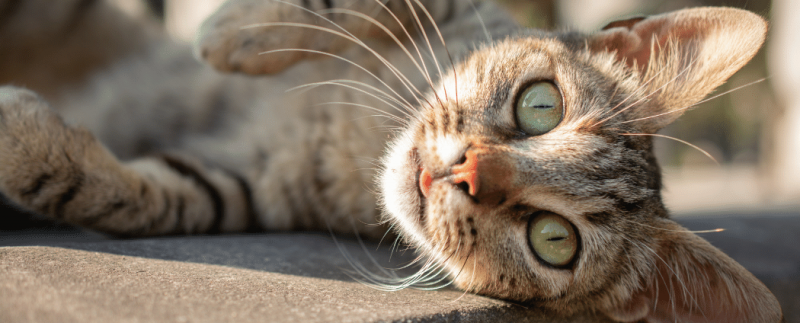 Gros plan d'un chat beige aux yeux verts couché