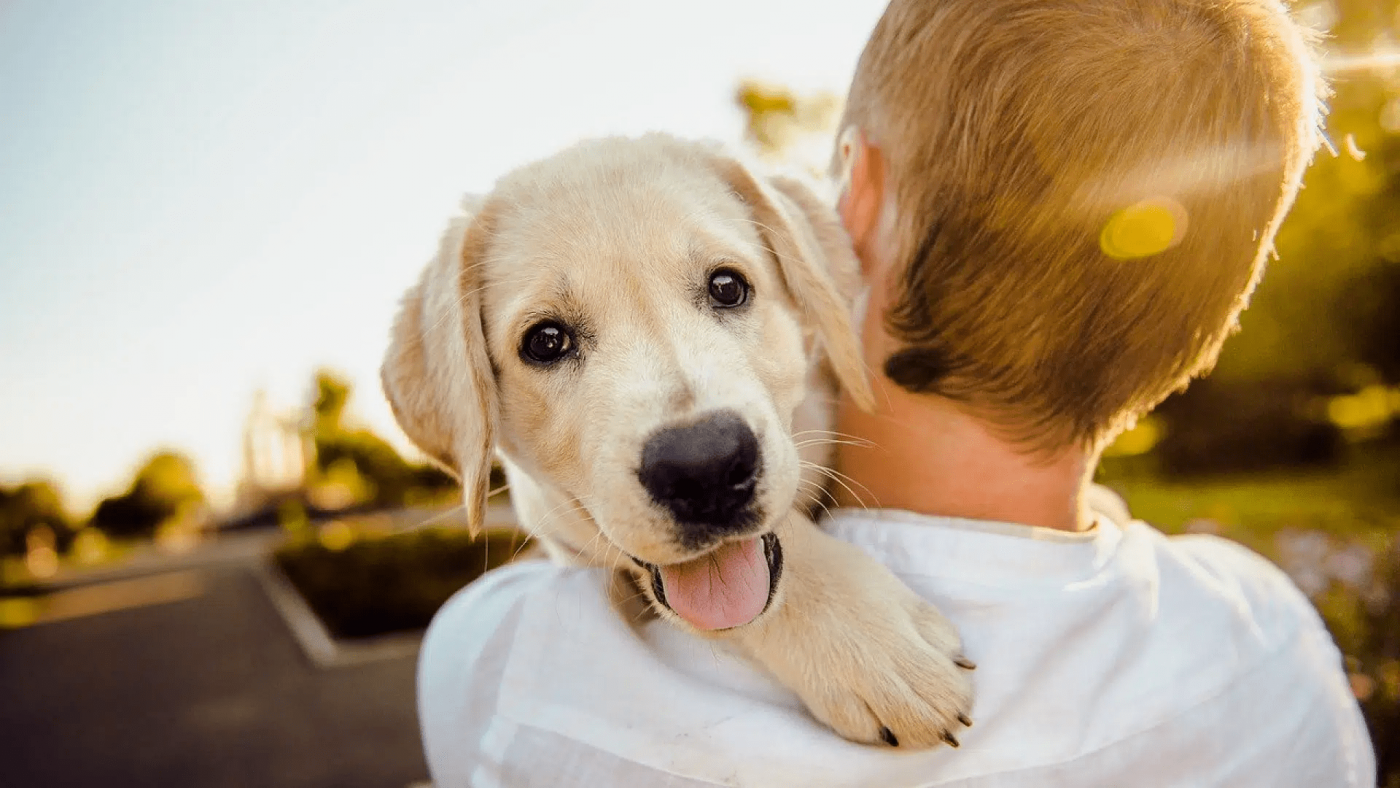 jeune labrador dans les bras de son maître
