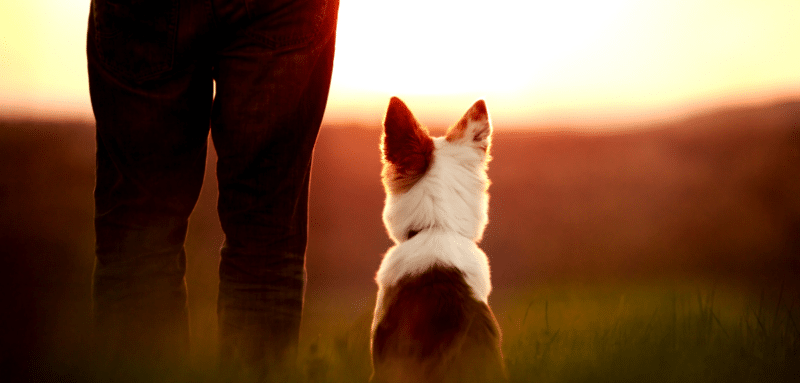 chien regarde ciel